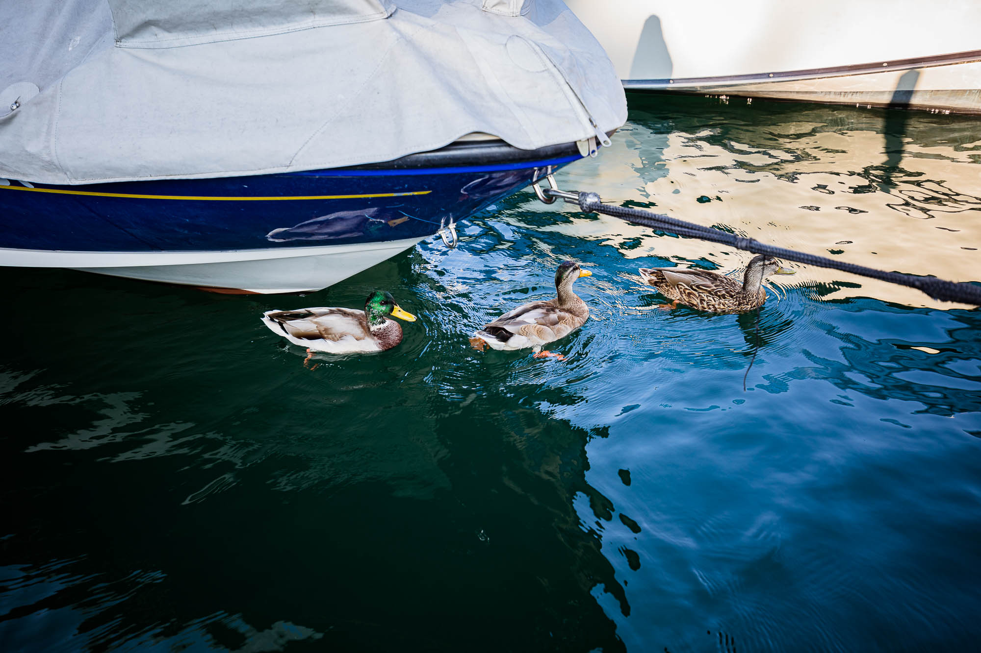 Export x3 5D4 5563 Hochzeit 2020 Chantale & Jürg